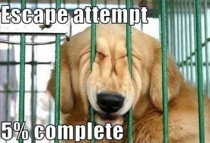 dog-escape.jpg