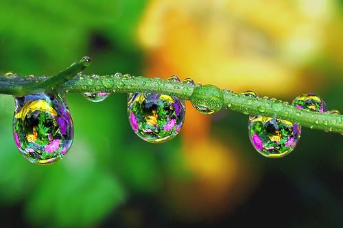 beautiful raindrops photo: Raindrops...... 1095860966_a03c9cb69c.jpg