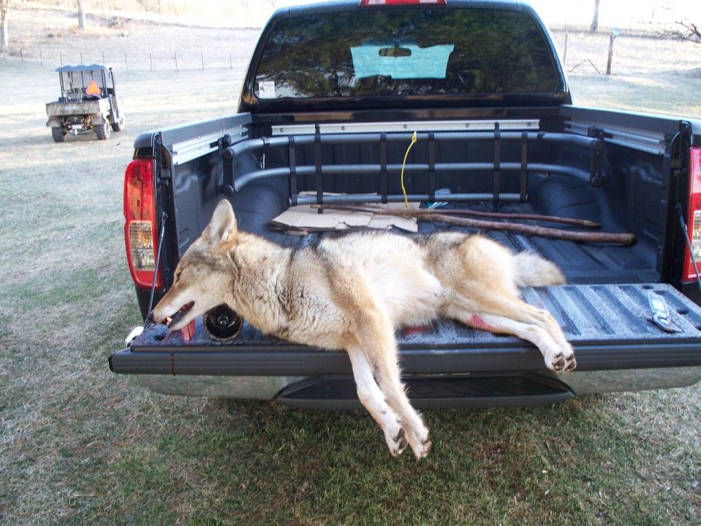 coyotes020.jpg