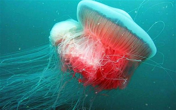  photo jellyfish_2999682b_zpsbad44118.jpg