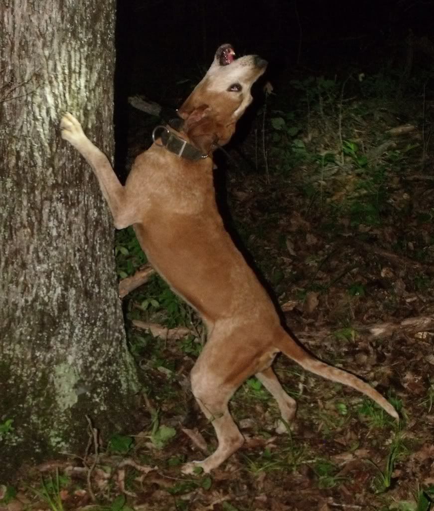 UKC Forums New Grnitech