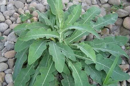 Daun Tempuyung Daun Tempuyung