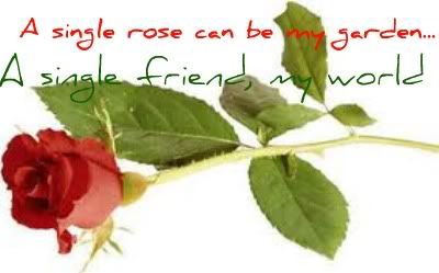 A Single Rose Pictures, Images and Photos