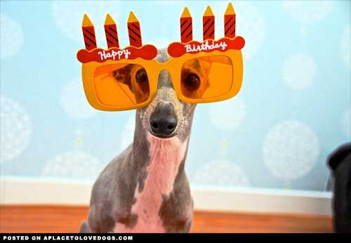 happy-birthday-dog_zps0e33a65d.jpg