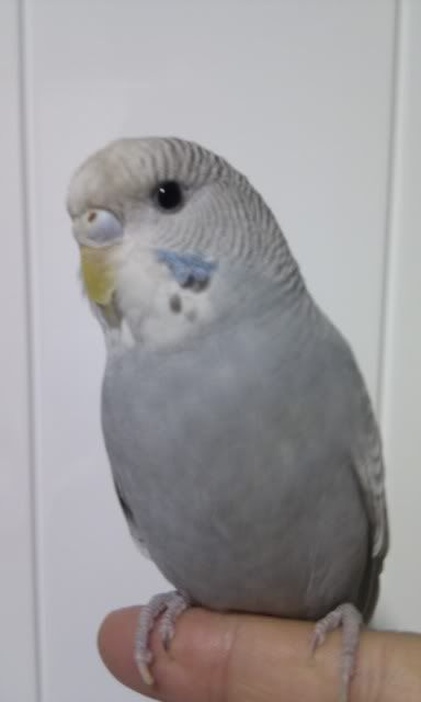 My Budgies Sex And Age What Sex Is My Budgie Budgie Community Forums