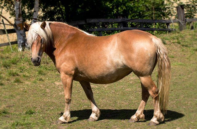 An adult Haflinger An adult Haflinger