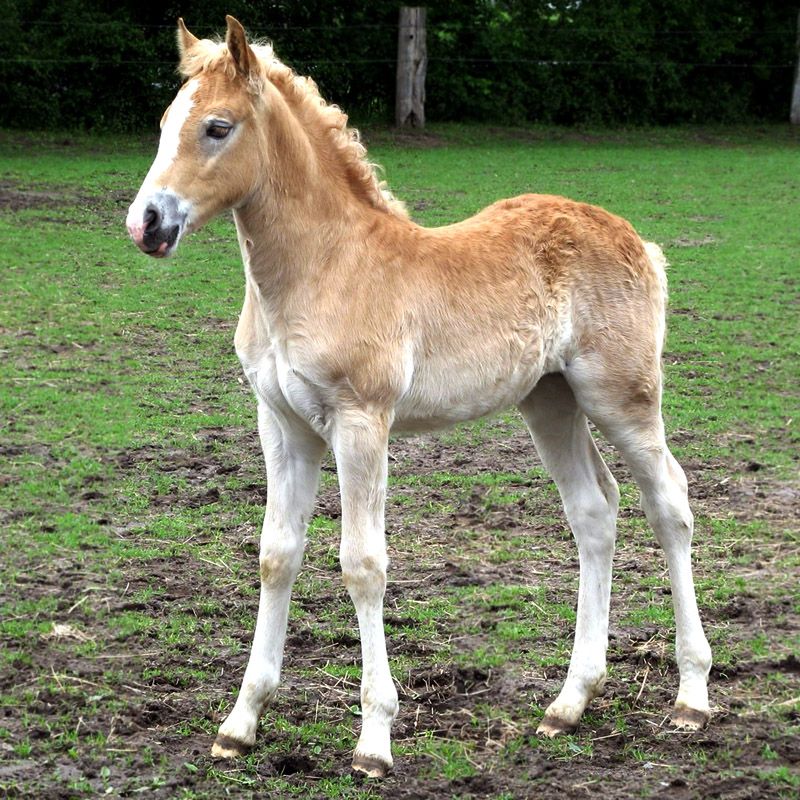 Foal of Haflinger Horse like Prometea