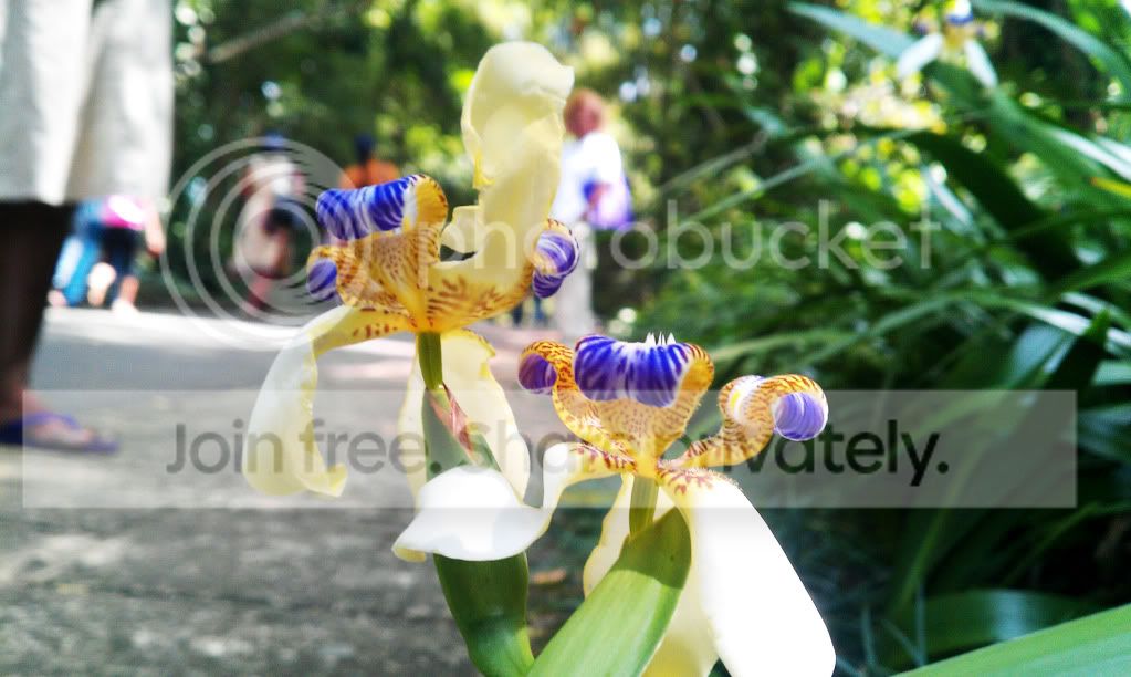 flower.jpg